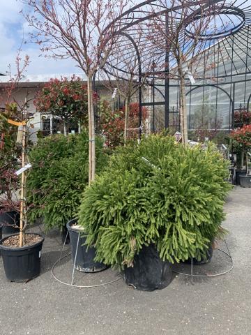 Cryptomeria jap 'Globosa Nana' | kontejnerované