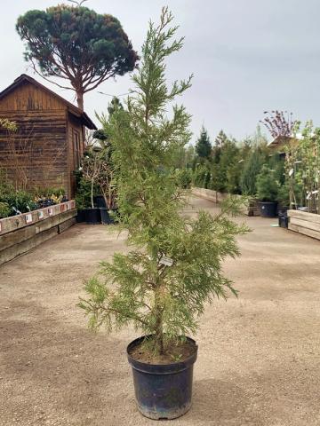 Cupressocyparis leylandii 'Pyramidalis 2001'
