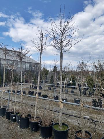 Ginkgo biloba 'Fastigiata Blagon' | kontejnerované