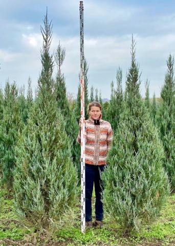 Juniperus virginiana 'Blue Arrow'