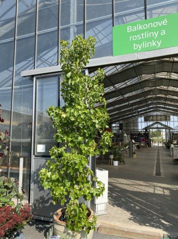 Liquidambar styraciflua 'Rotundiloba' | kontejnerované