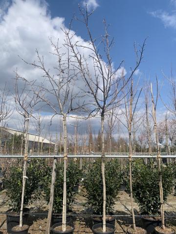 Liquidambar styraciflua 'Pendula' | kontejnerované