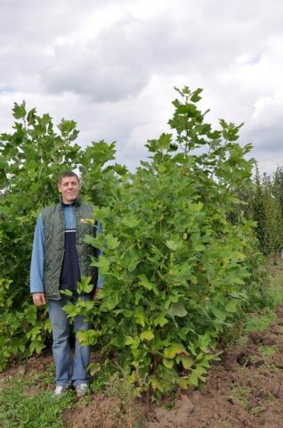 Liriodendron tulipifera