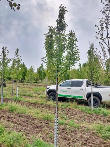 Malus domestica 'Karneval' Malus domestica 'Karneval'