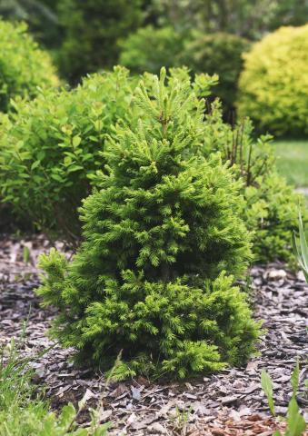 Picea abies 'Maxwellii' Picea abies 'Maxwellii'