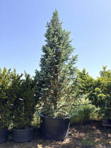 Picea pungens 'Iseli Fastigiata' Picea pungens 'Iseli Fastigiata'