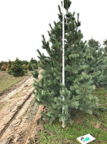 Pinus flexilis 'Vanderwolf's Pyramid'