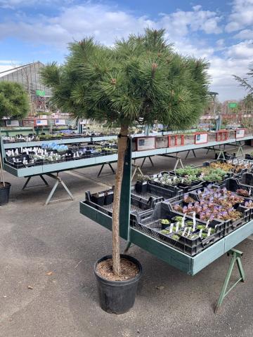 Pinus nigra 'Pierrick Bregeon'® | kontejnerované