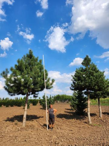 Pinus nigra ssp.nigra | kmínek 200+