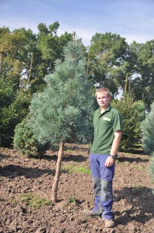 Pinus sylvestris 'Bleu' | kmínek 100-150