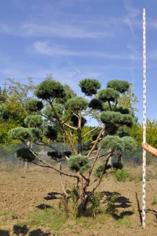 Pinus sylvestris 'Watereri' | bonsai (A Qual.)