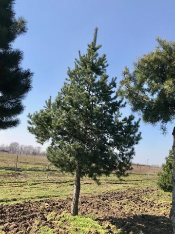 Pinus sylvestris | kmínek 100-150 cm