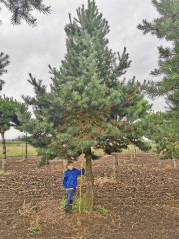 Pinus sylvestris | kmínek 200+ cm