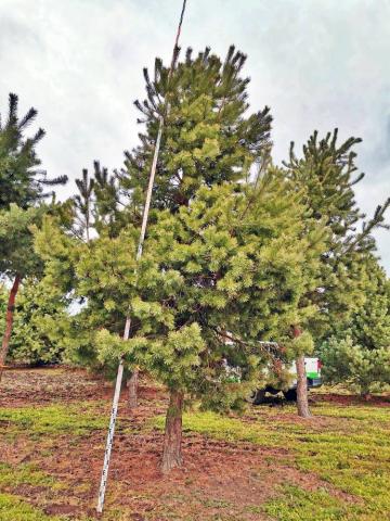 Pinus sylvestris | kmínek 150-200