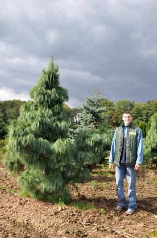 Pinus x schwerinii