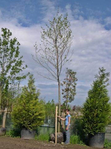 Platanus x acerifolia (hispanica)