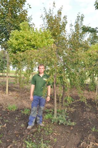Prunus serr. 'Kiku-shidare-sakura' | kmínek 180 cm Prunus serr. 'Kiku-shidare-sakura' | kmínek 180 cm