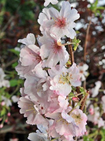 Prunus subhirtella 'Autumnalis'