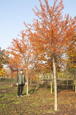 Prunus subhirtella 'Fukubana' Prunus subhirtella 'Fukubana'