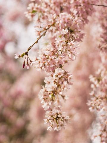 Prunus subhirtella 'Pendula' | kmínek 180