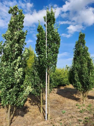 Quercus robur 'Fastigiata' | kmínek 175 cm Quercus robur 'Fastigiata' | kmínek 175 cm