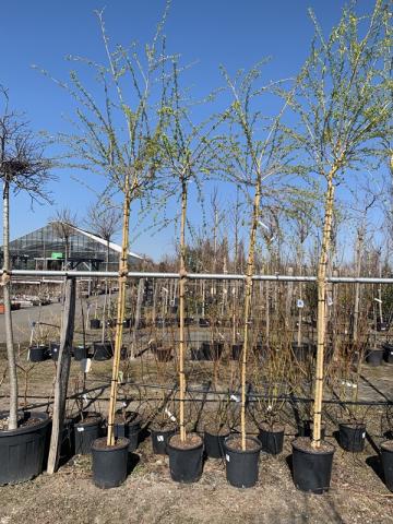 Salix babylonica 'Aurea'