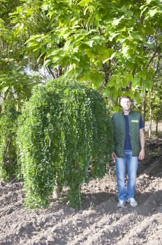 Sophora japonica 'Pendula' | kmínek 180