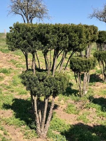 Taxus x media 'Hicksii' | vícekmen 2 patrový