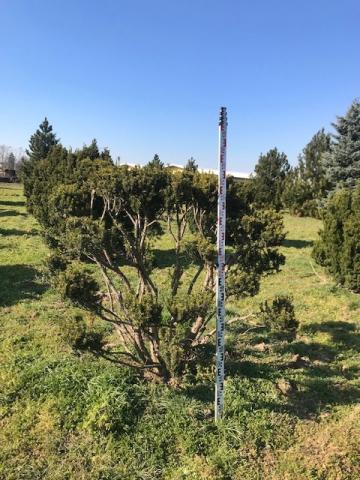 Taxus x media 'Hillii' | bonsai B