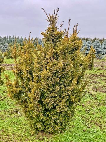 Taxus baccata 'Elegantissima' Taxus baccata 'Elegantissima'