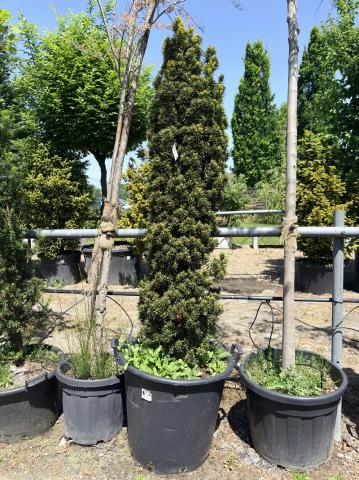 Taxus baccata 'Fastigiata Aureomarginata' | kontejnerované Taxus baccata 'Fastigiata Aureomarginata' | kontejnerované