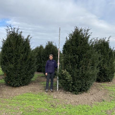 Taxus baccata 'Hopkens Gigant' | soliter