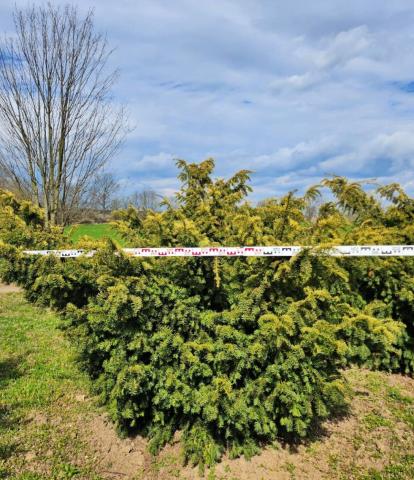 Taxus baccata 'Summergold'