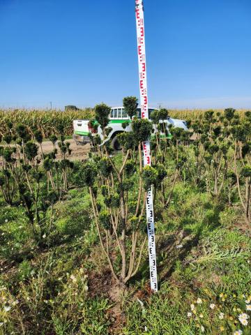 Taxus x media 'Hillii' | Pon Pon