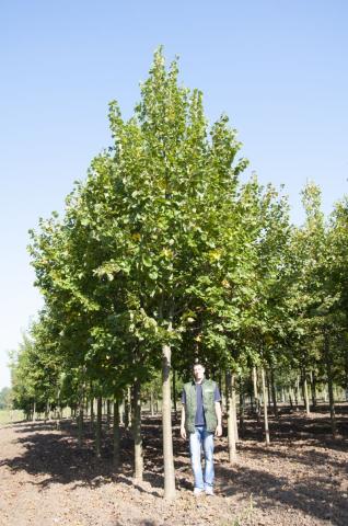 Tilia europaea 'Pallida'