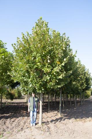Tilia tomentosa 'Brabant'