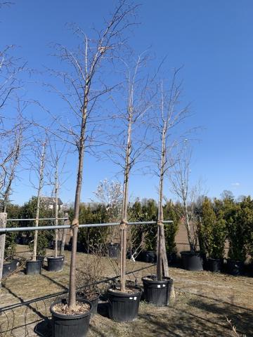 Tilia europaea 'Pallida' | kontejnerovaná