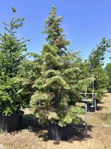 Abies concolor | kontejnerované Abies concolor | kontejnerované