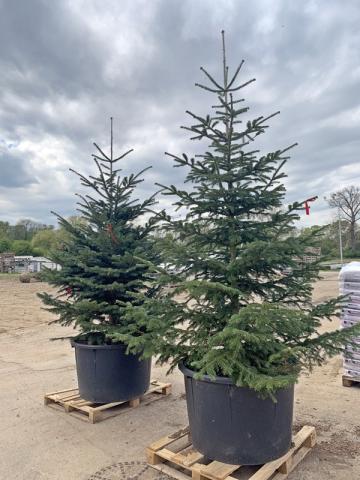 Abies nordmanniana | kontejnerované