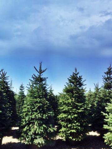 Abies nordmanniana 'Fastigiata'