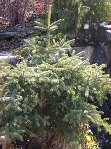 Abies pinsapo 'Glauca'