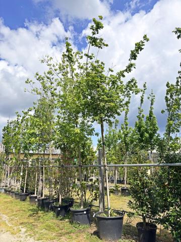 Acer campestre Acer campestre