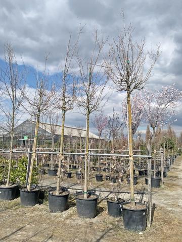 Acer campestre