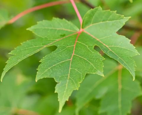 Acer freemanii 'Elegant'