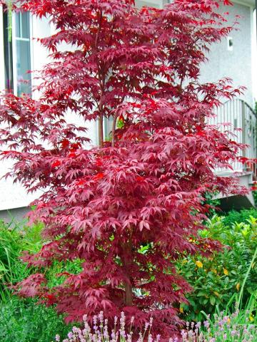 Acer palmatum 'Atropurpureum' | kontejnerované
