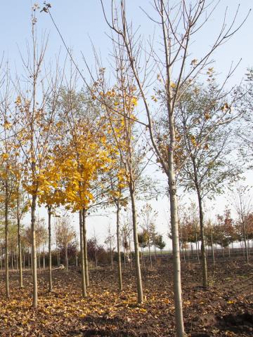 Acer platanoides 'Pacific Sunset'