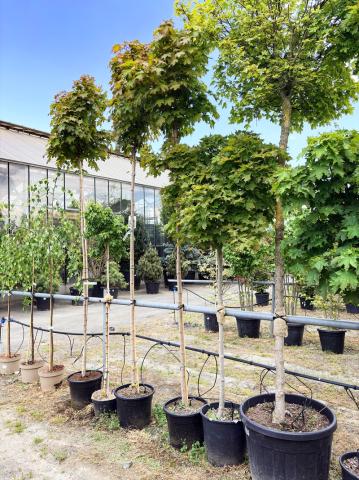 Acer platanoides 'Globosum' | kontejnerovaný Acer platanoides 'Globosum' | kontejnerovaný