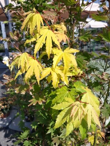 Acer shirasawanum 'Jordan' | kontejnerované