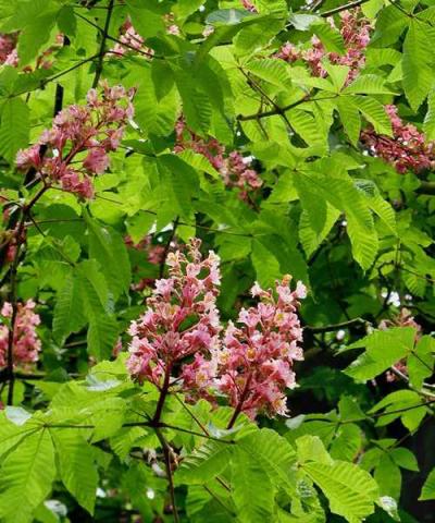 Aesculus x carnea 'Briotii' Aesculus x carnea 'Briotii'