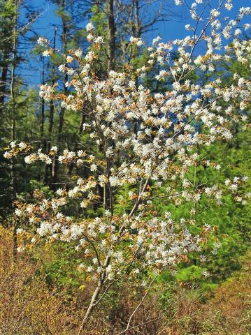 Amelanchier laevis